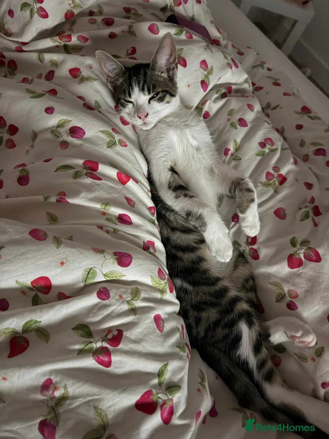 Mixed Breed cats for sale: Coco  in Cambridge - Advert 2