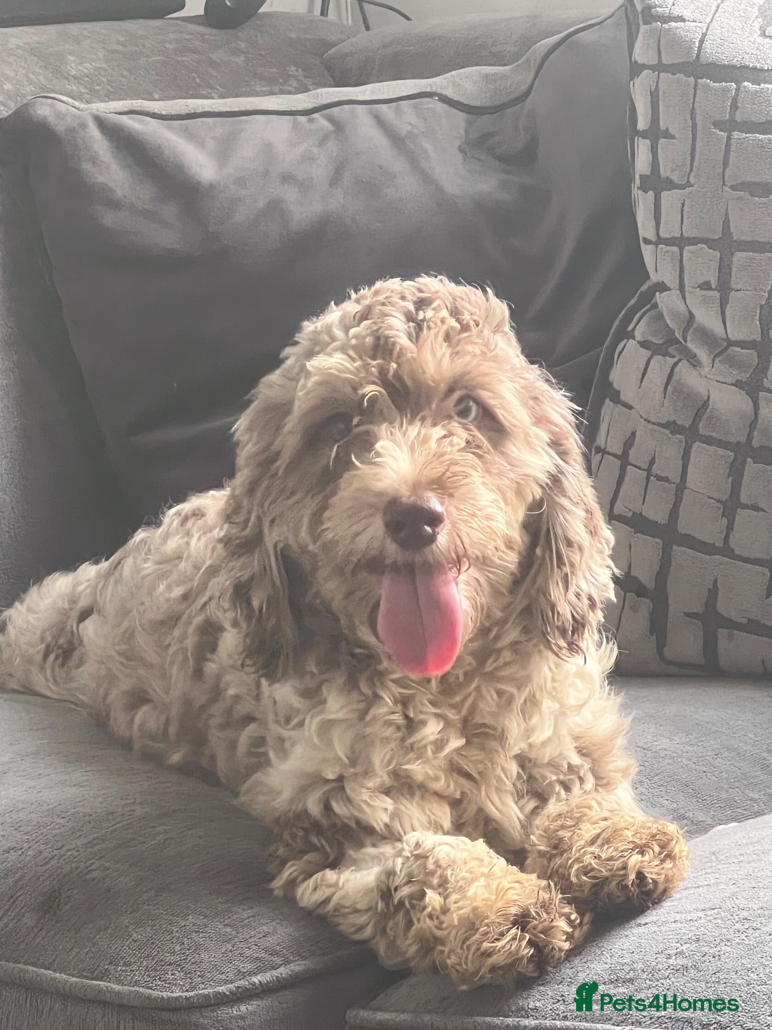 Cockapoo dogs ⭐️Outstanding F1B health tested⭐️ - Advert 2