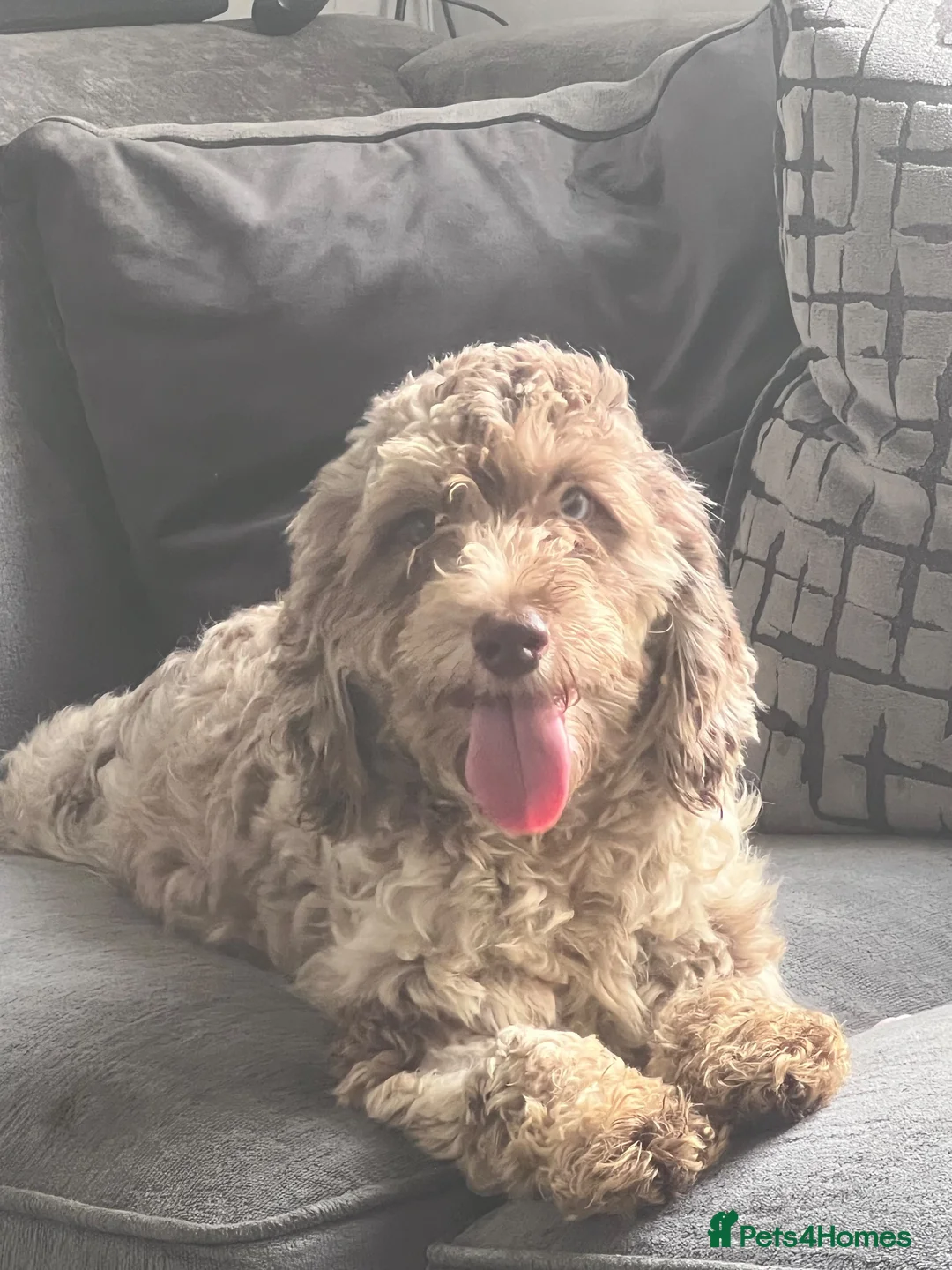Cockapoo dogs for sale: ⭐️Outstanding F1B health tested⭐️ - Advert 2