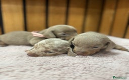 Miniature Dachshund dogs for sale: 5⭐️ Licensed. Kc registered tiny mini Daxis  - Image 6