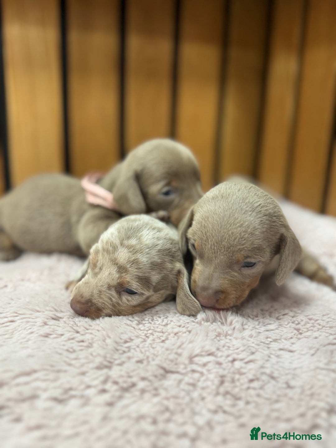 Miniature Dachshund dogs for sale: 5⭐️ Licensed. Kc registered tiny mini Daxis  - Image 6