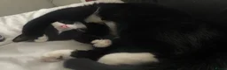 Burmilla cats for sale: Female cat for sale (onyx) - Advert 6