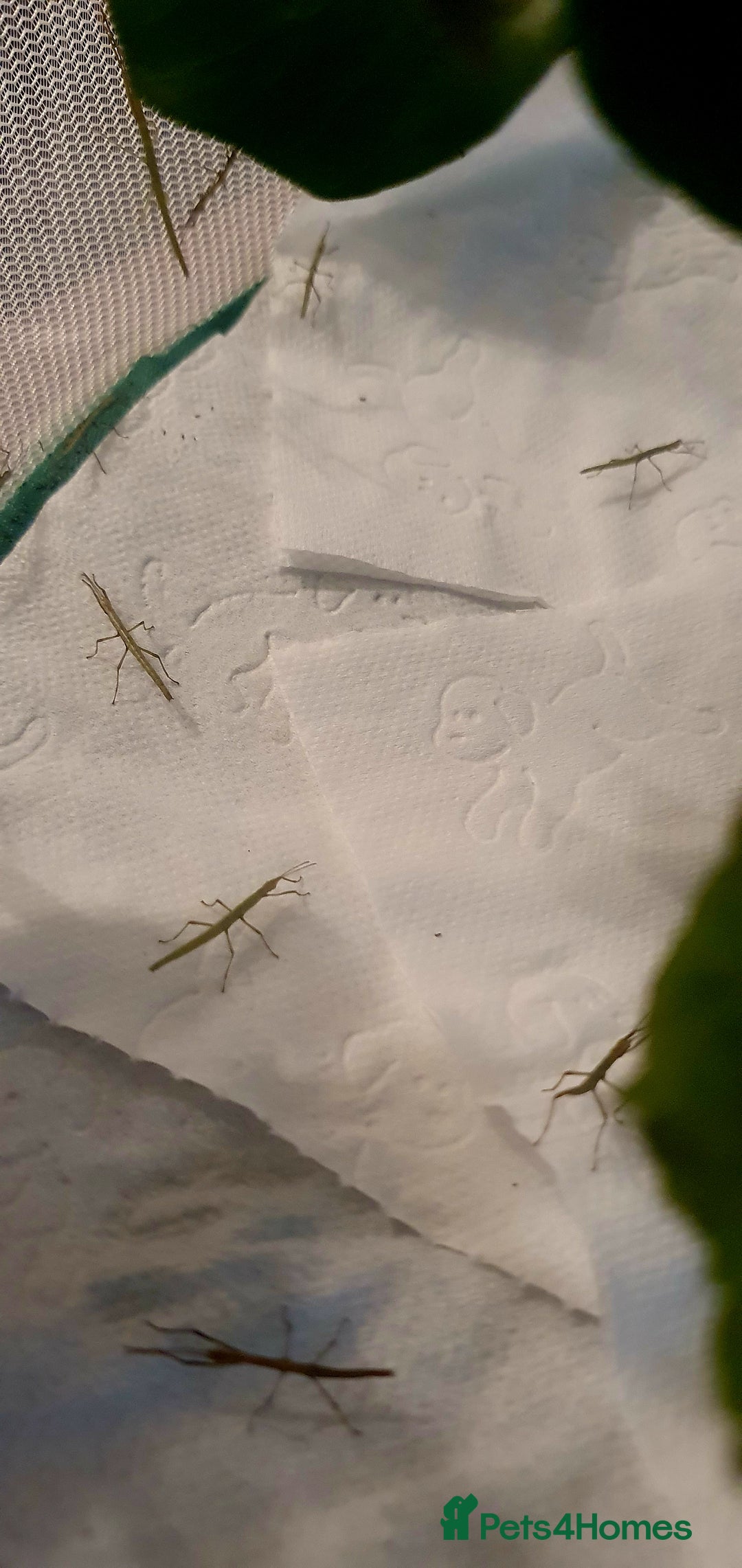 Stick Insects invertebrates for sale: 10x Indian stick insect nymphs  - Advert 2