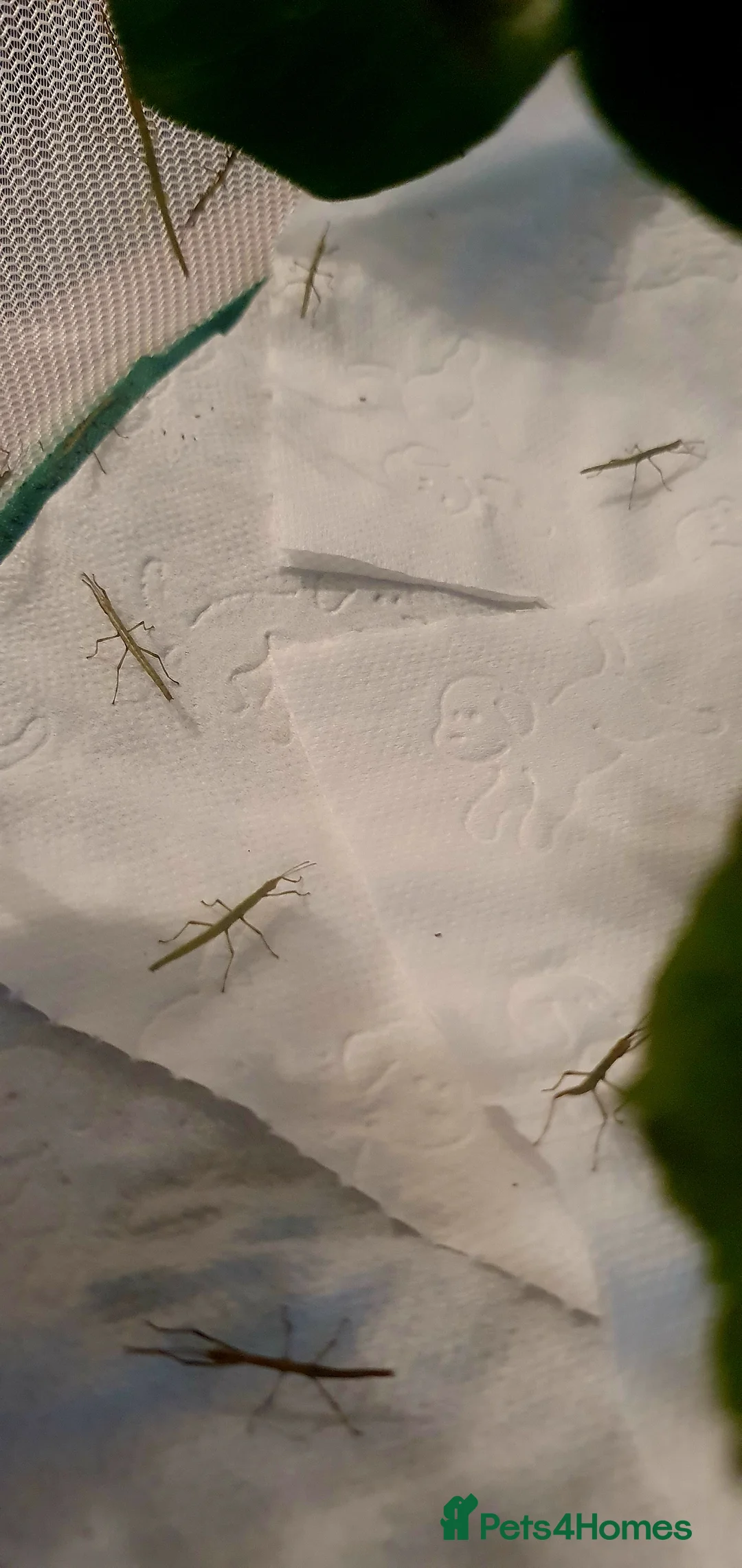 Stick Insects invertebrates for sale: 10x Indian stick insect nymphs  - Advert 2