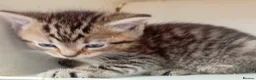 Mixed Breed cats for sale: For sale kittens  in Banbury - Advert 3