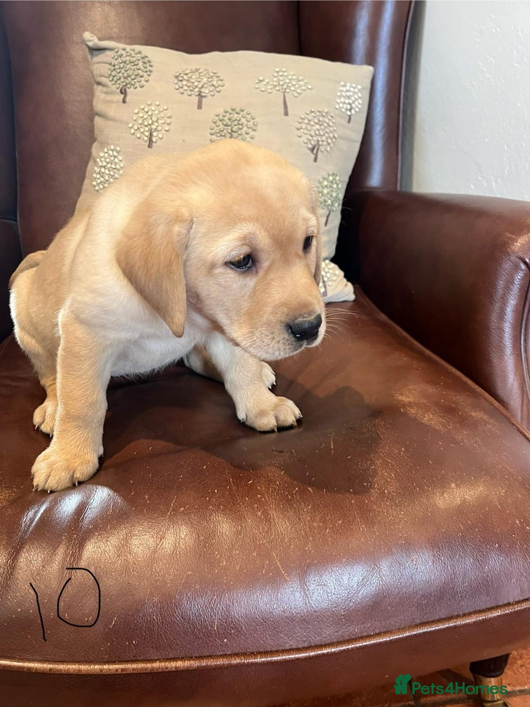 Labrador Retriever dogs for sale: Fox Red/Golden Labrador Puppies  - Image 16