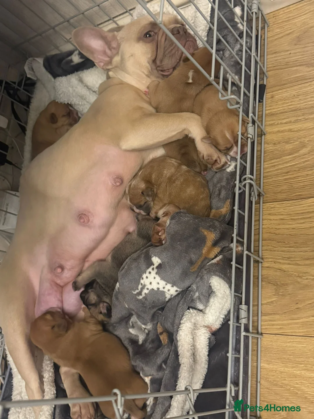 Mixed Breed dogs for sale: Adorable French Bulldog x Shih Tzu Puppies  - Advert 2