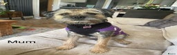 Border Terrier dogs for sale: Beautiful Border Terrier Puppies - Advert 2
