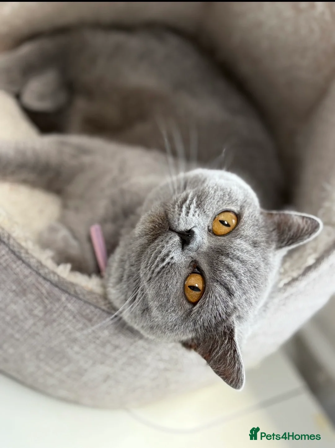British Shorthair cats for sale: Stunning British Shorthair Kittens -  Ready in May in Holywell - Advert 34
