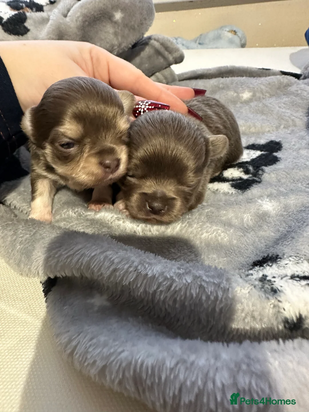 Chihuahua dogs for stud: kc lilac long haired chihuahua for Stud in South Shields - Advert 9