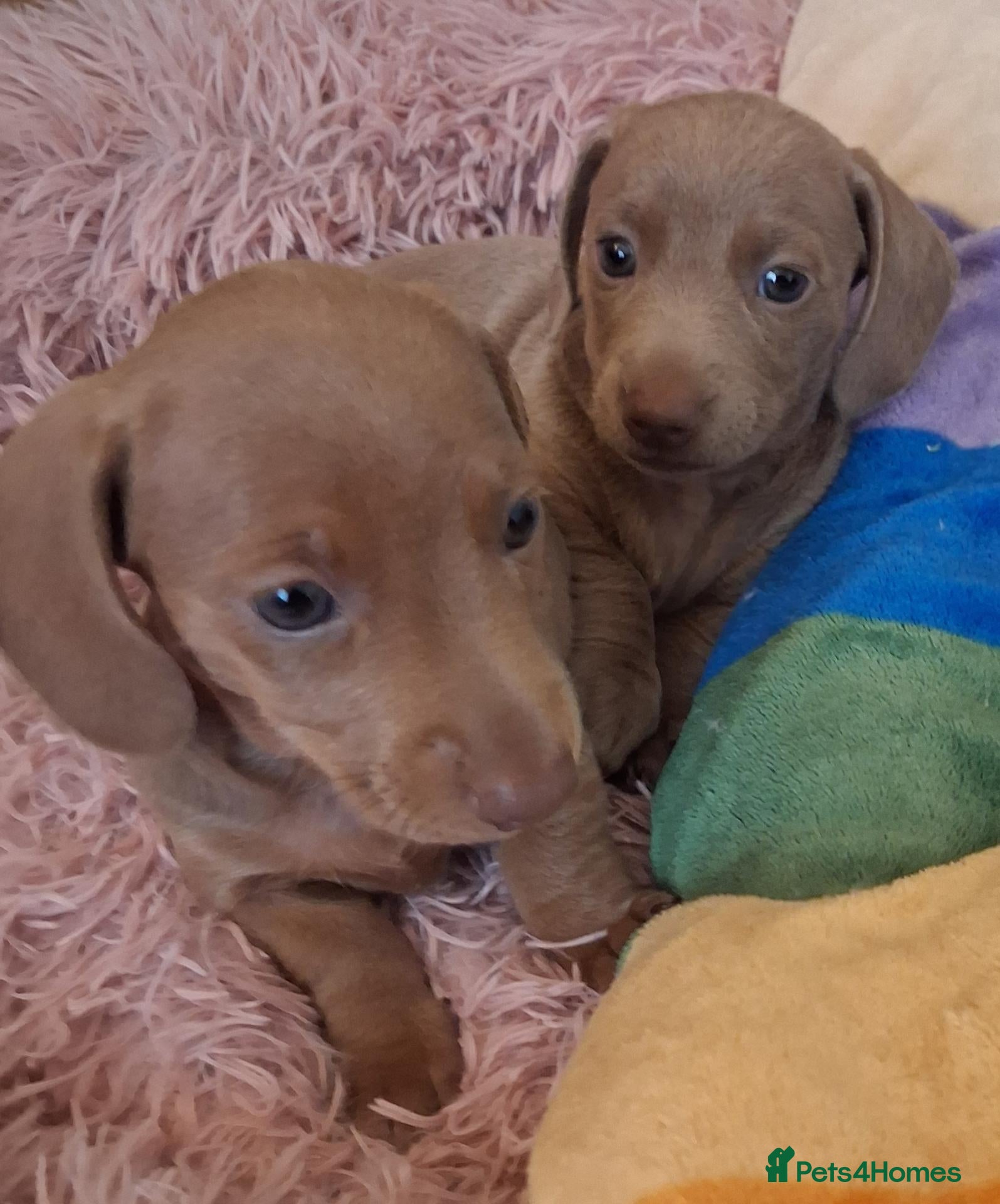 Miniature Dachshund dogs 2 gorgeous F Mini Daschund 9 week old pups. - Advert 17