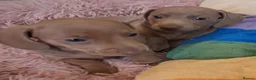 Miniature Dachshund dogs for sale: Whitney - Advert 14