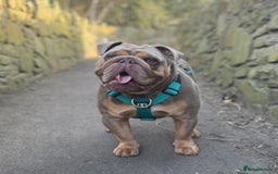 English Bulldog dogs for stud: Fully suited Lilac&Tan English Bulldog Stud😍🔥 in Pontyclun - Image 3