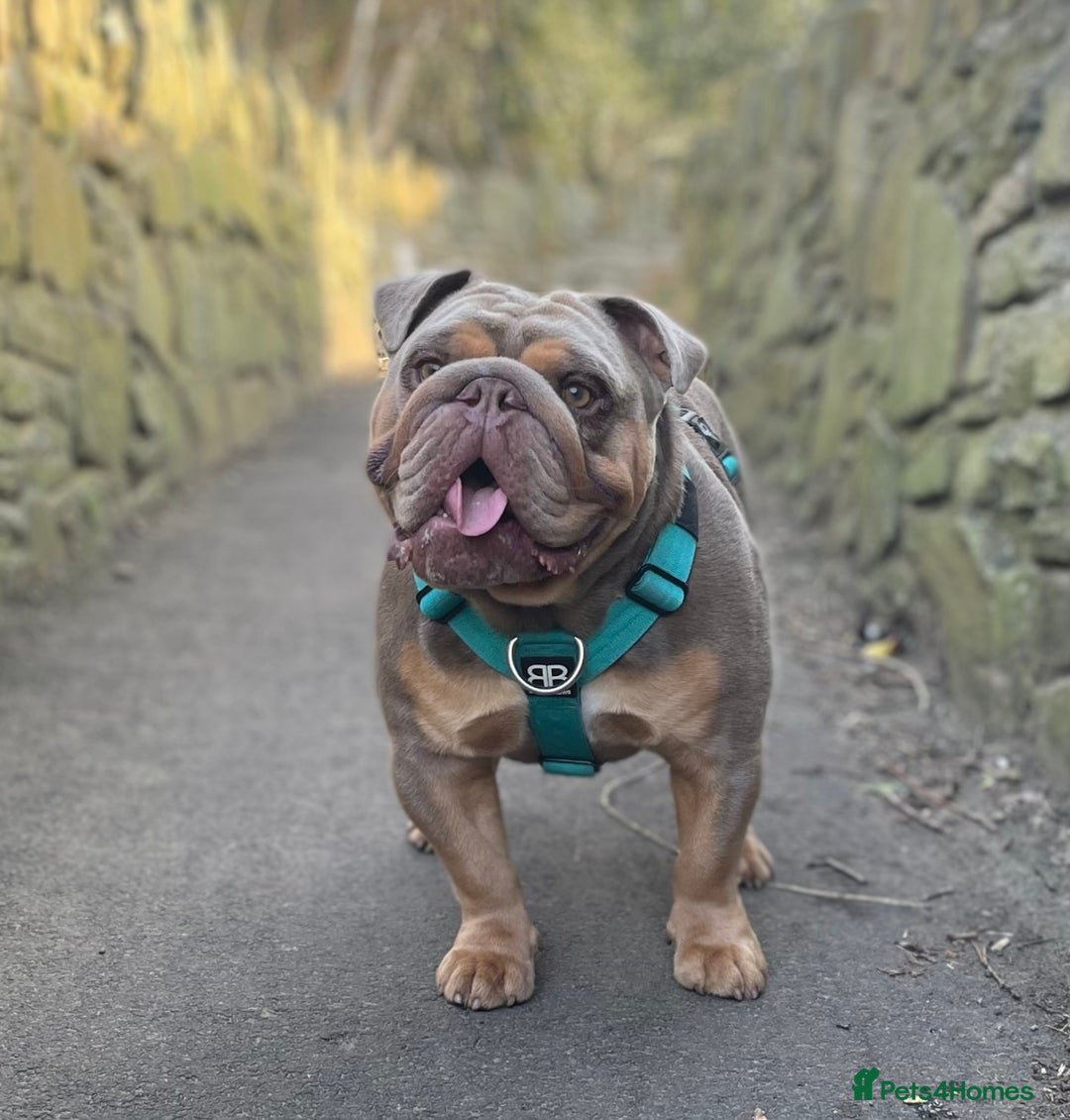 English Bulldog dogs for stud: Fully suited Lilac&Tan English Bulldog Stud😍🔥 in Pontyclun - Image 3