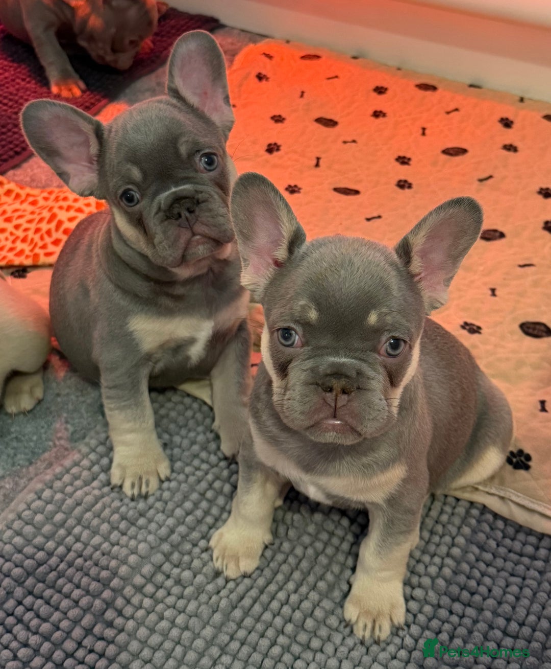 French Bulldog dogs for sale: French Bulldog Puppies  - Advert 15