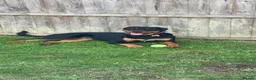 Rottweiler dogs for sale: 9 month Rottweiler  in Bognor Regis - Advert 6