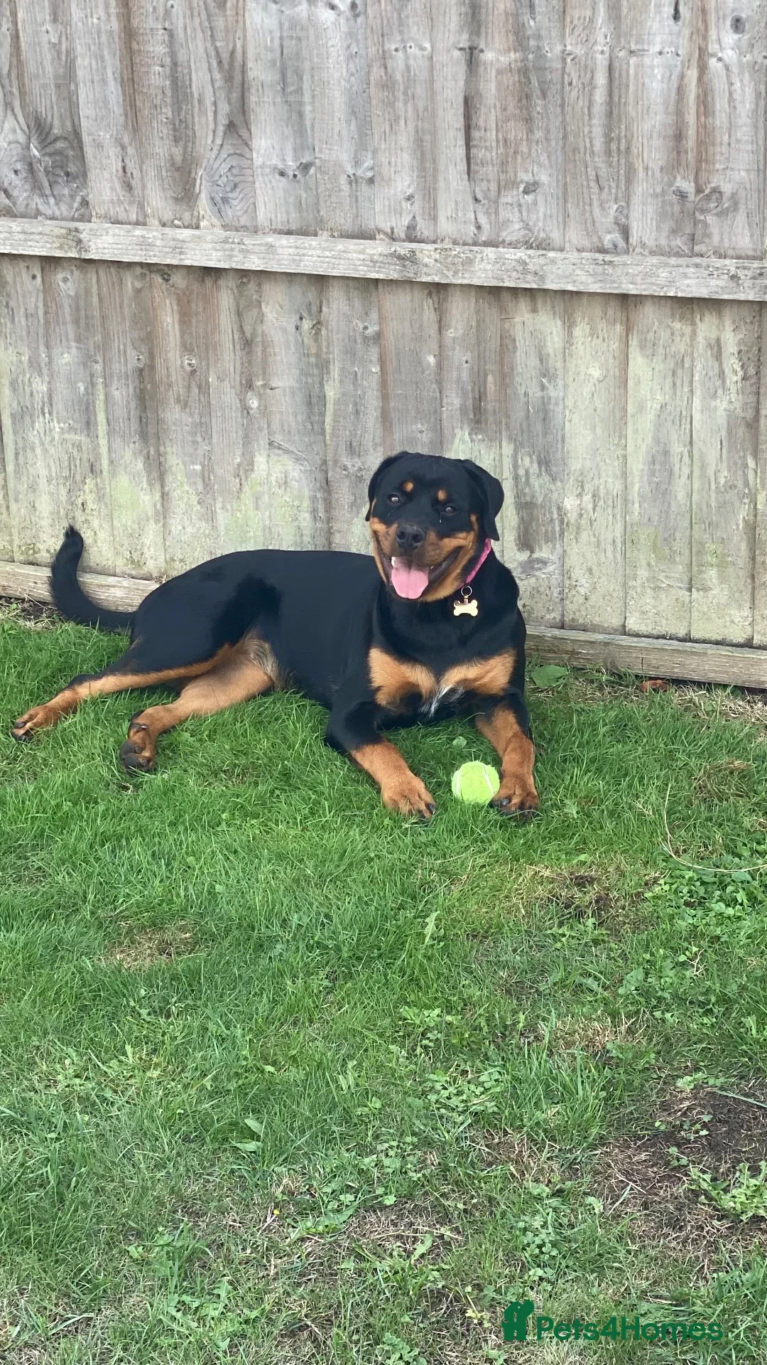 Rottweiler dogs for sale: 9 month Rottweiler  in Bognor Regis - Advert 6