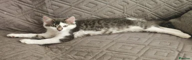 Unique Grey and White