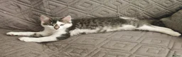 Domestic Shorthair cats for sale: Graceful and playful brothers - Advert 6