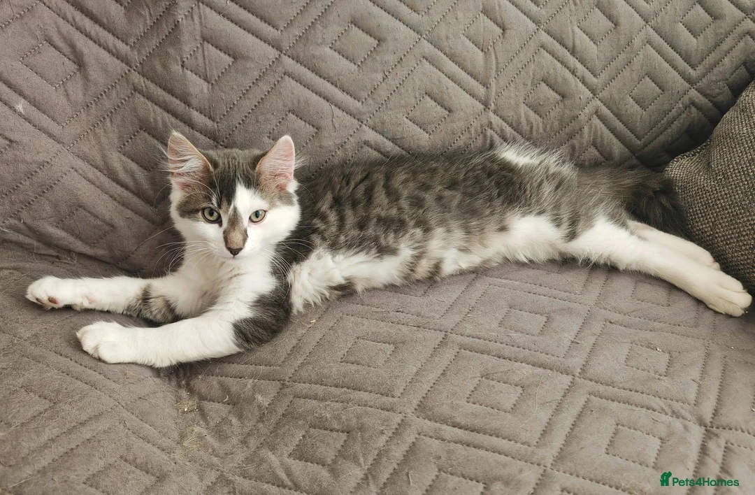 Domestic Shorthair cats for sale: Graceful and playful brothers - Advert 6