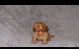 Cockapoo dogs for sale: Cockerpoo puppies  - Advert 13