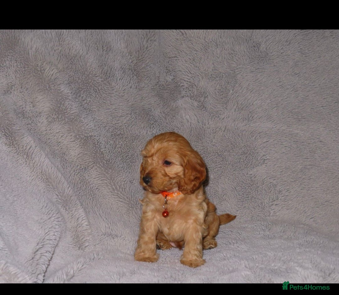 Cockapoo dogs for sale: Cockerpoo puppies  - Advert 13