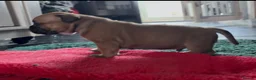 Staffordshire Bull Terrier dogs for sale: 6 red boys  - Advert 9