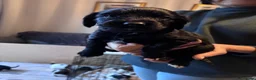 Sprocker dogs for sale: Sprocker Puppies For Sale - Advert 12