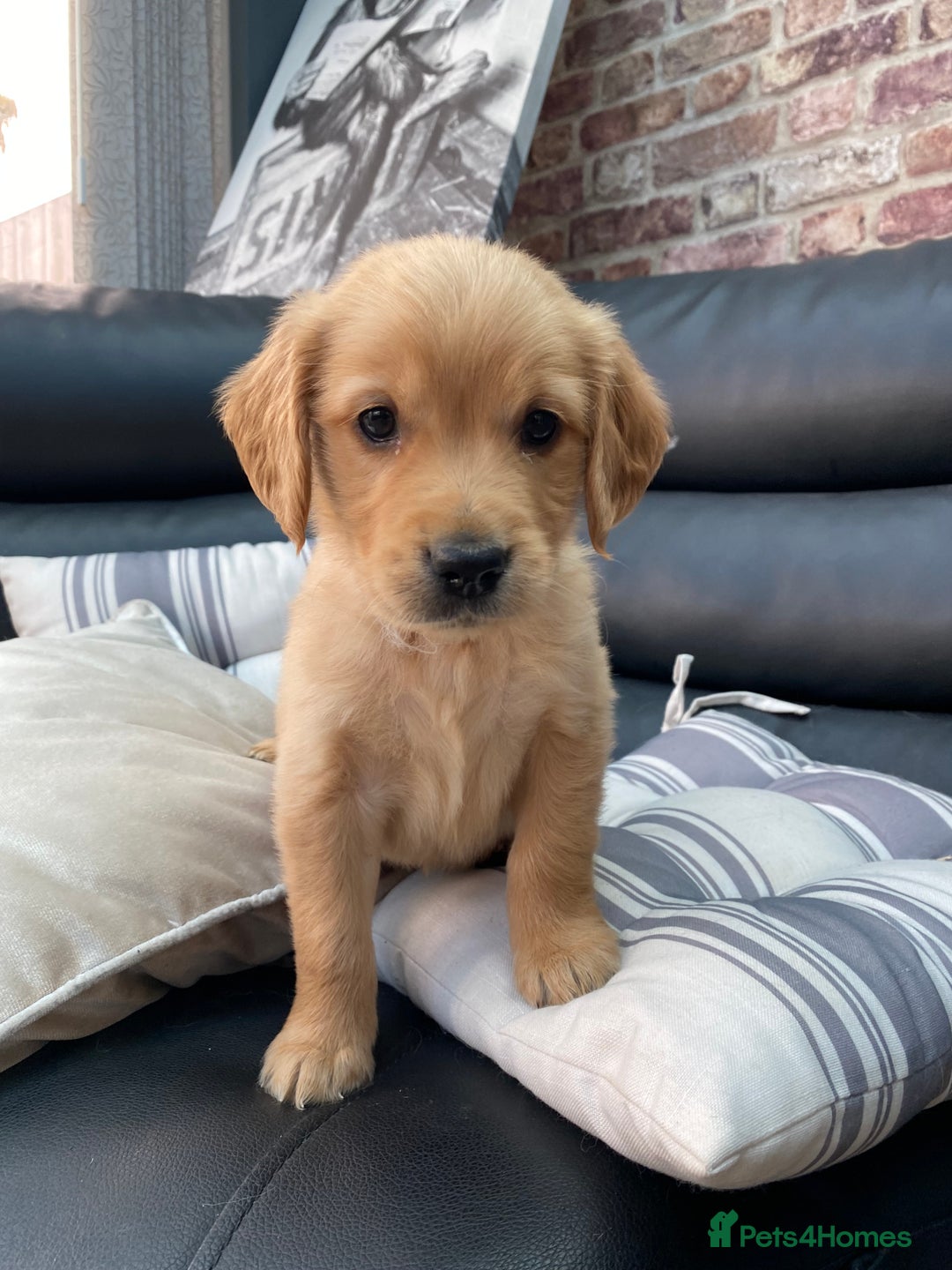 Golden Retriever dogs for sale: 5⭐️ Golden Retriever Puppies - Ready Soon ❤️🐶 - Image 16