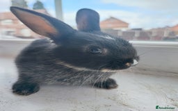 Dwarf Lop rabbits for sale: A cute little rabbit - Image 11