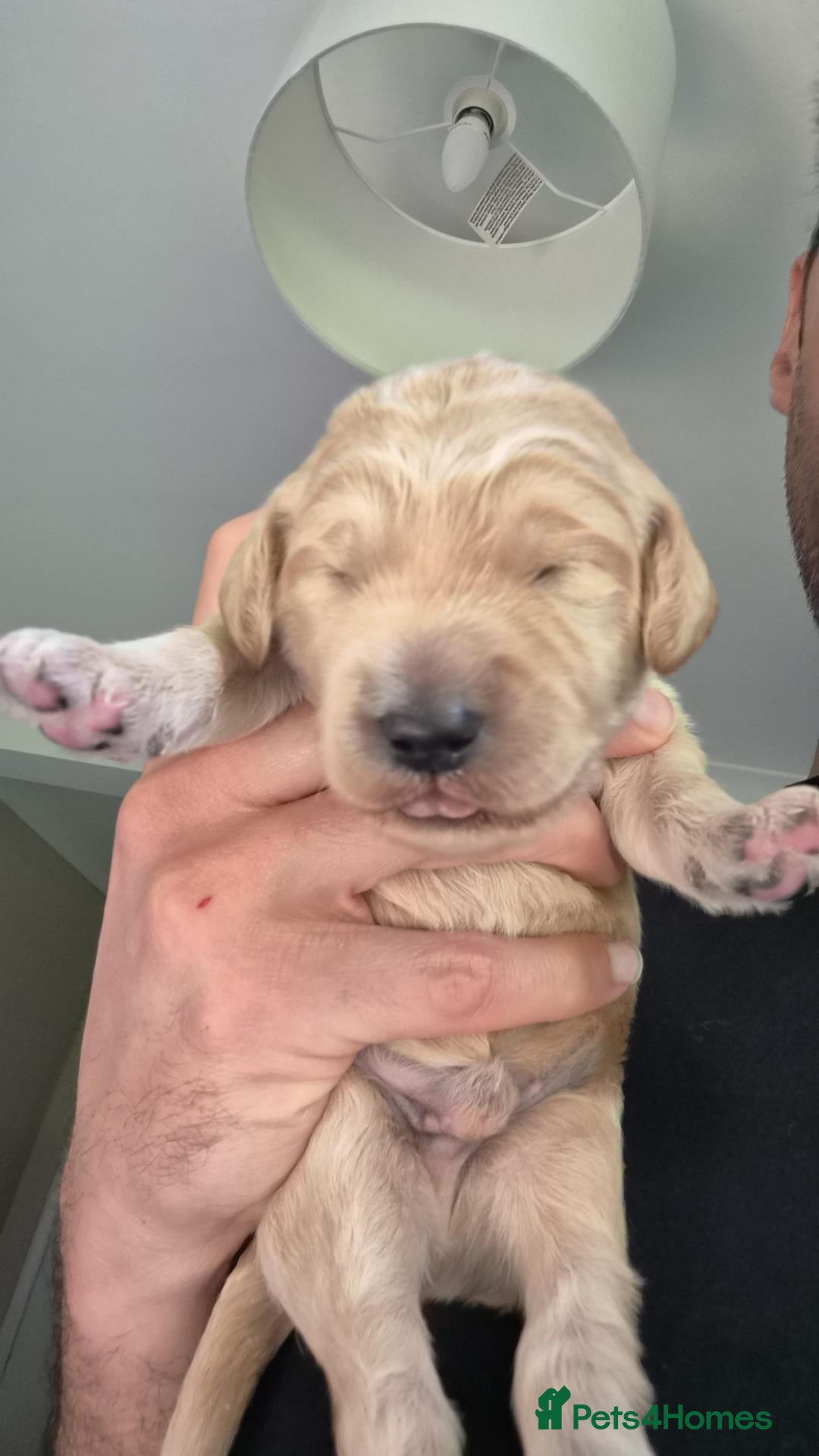 Mixed Breed dogs Australian Labradoodle x Goldendoodle Puppies - Advert 2