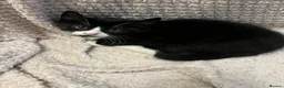 Mixed Breed cats for sale: 🐾 Lovely Kittens Looking for Their Forever Homes - Advert 3