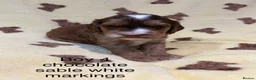Cockapoo dogs for sale: F1 cockapoo puppies looking for 5⭐️ families  - Advert 1