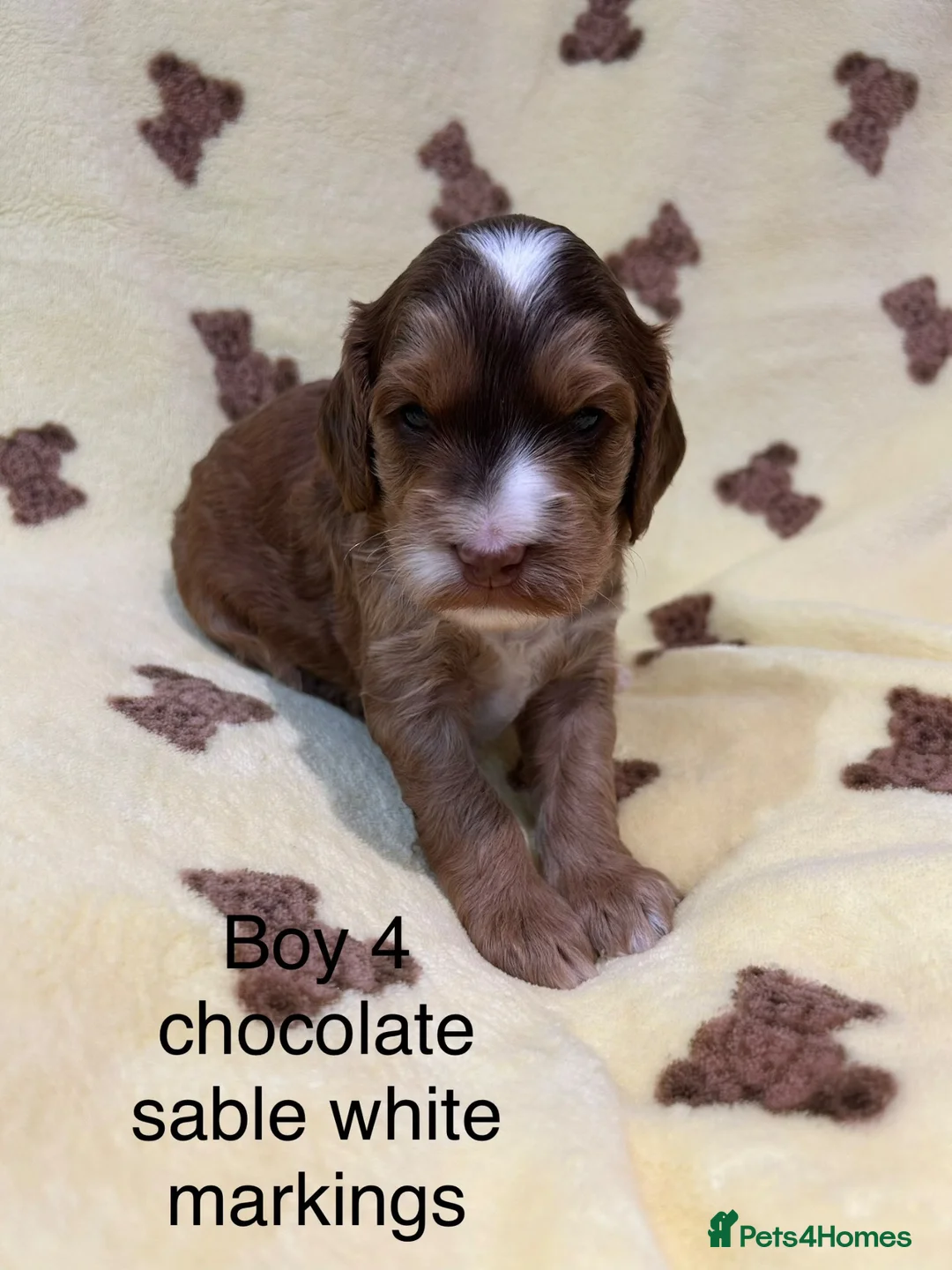 Cockapoo dogs for sale: F1 cockapoo puppies looking for 5⭐️ families  - Advert 1