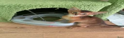 Abyssinian cats for sale: TICA 5* pedigree Abyssinian Kittens  - Advert 15