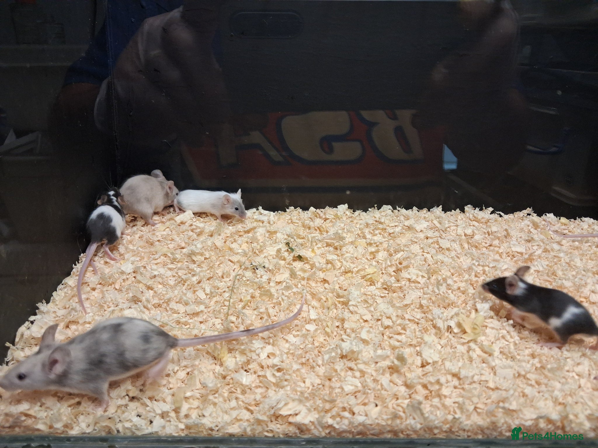 Mouse rodents for sale: Baby Female Fancy Mice - Advert 4