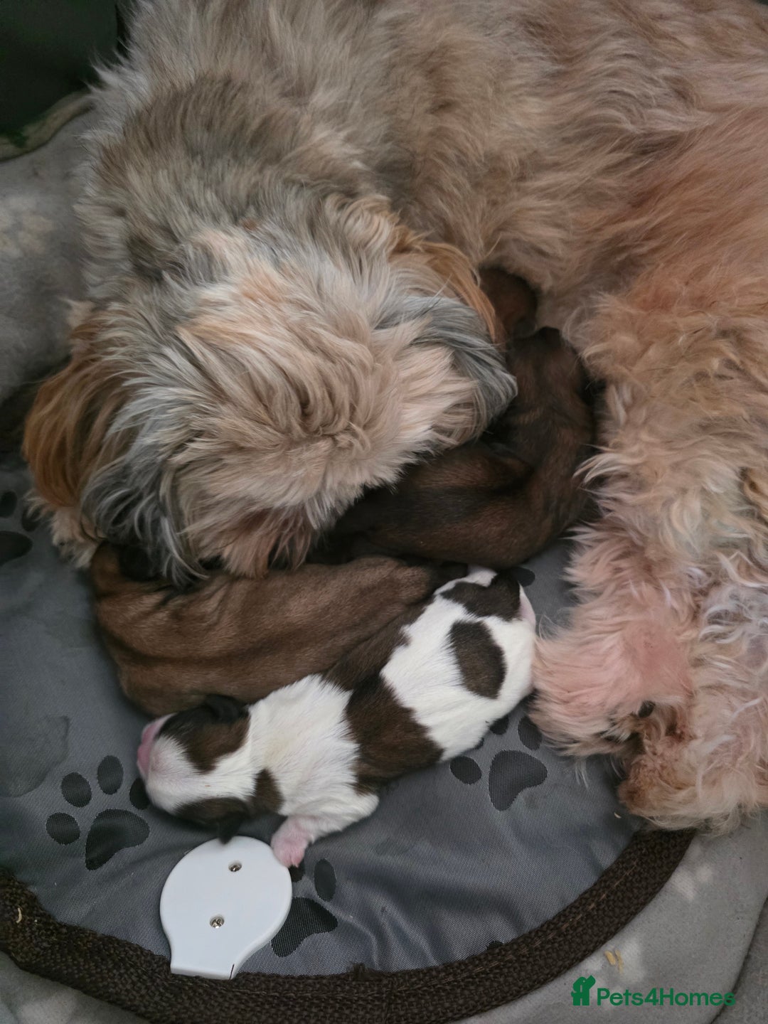 Shih Tzu dogs for sale: Shizu Tzu puppies - Advert 10