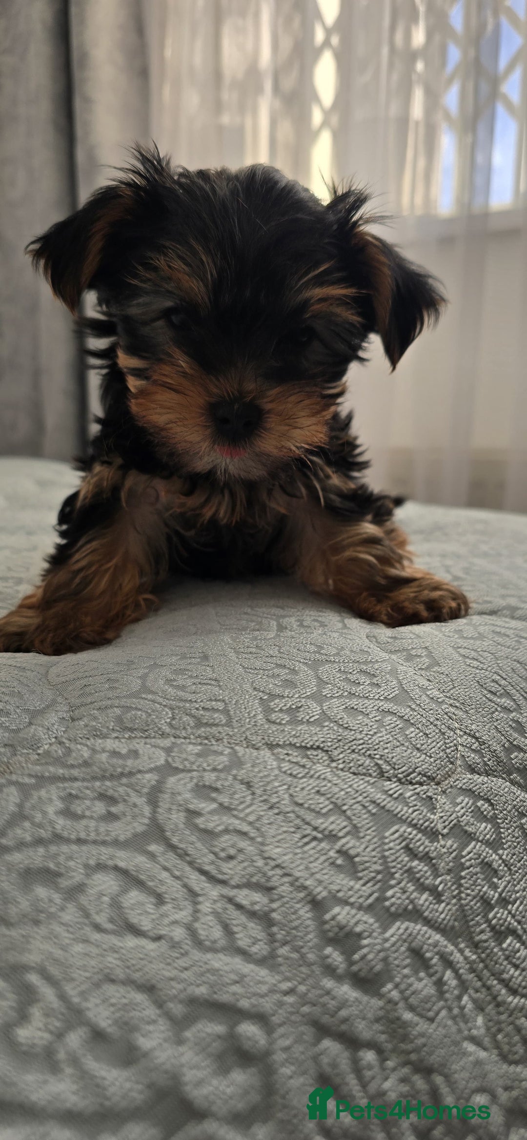Yorkshire Terrier dogs for sale: Adorable Yorkie Puppies Ready 4 Their Forever Home - Advert 1