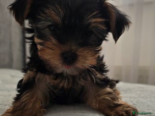 Yorkshire Terrier dogs Adorable Yorkie Puppies Ready 4 Their Forever Home - Advert 3