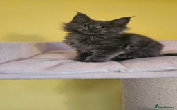Maine Coon cats for sale: TICA Registered Maine Coon Kittens  - Image 7