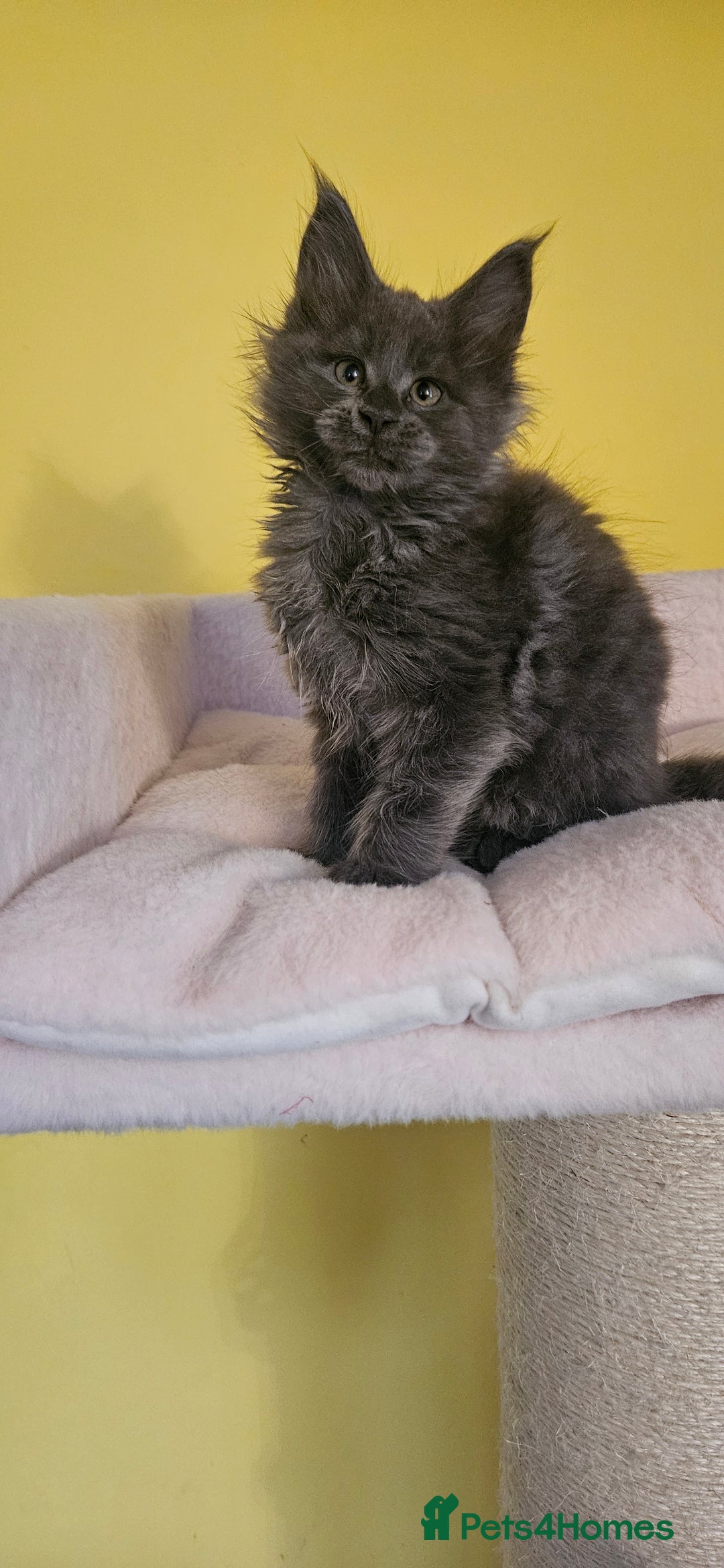 Maine Coon cats for sale: TICA Registered Maine Coon Kittens  - Image 7