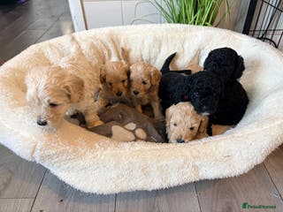 Cockapoo dogs F1B cockapoos - Advert 15