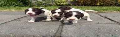 English Springer Spaniel 6