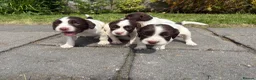 English Springer Spaniel dogs for sale: Working Line Liver And White Springer Spaniels - Advert 35