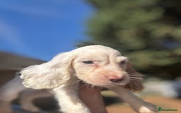 Cocker Spaniel dogs for sale: Cocker Spaniel Puppies (10 weeks - Ready to go) - Image 17