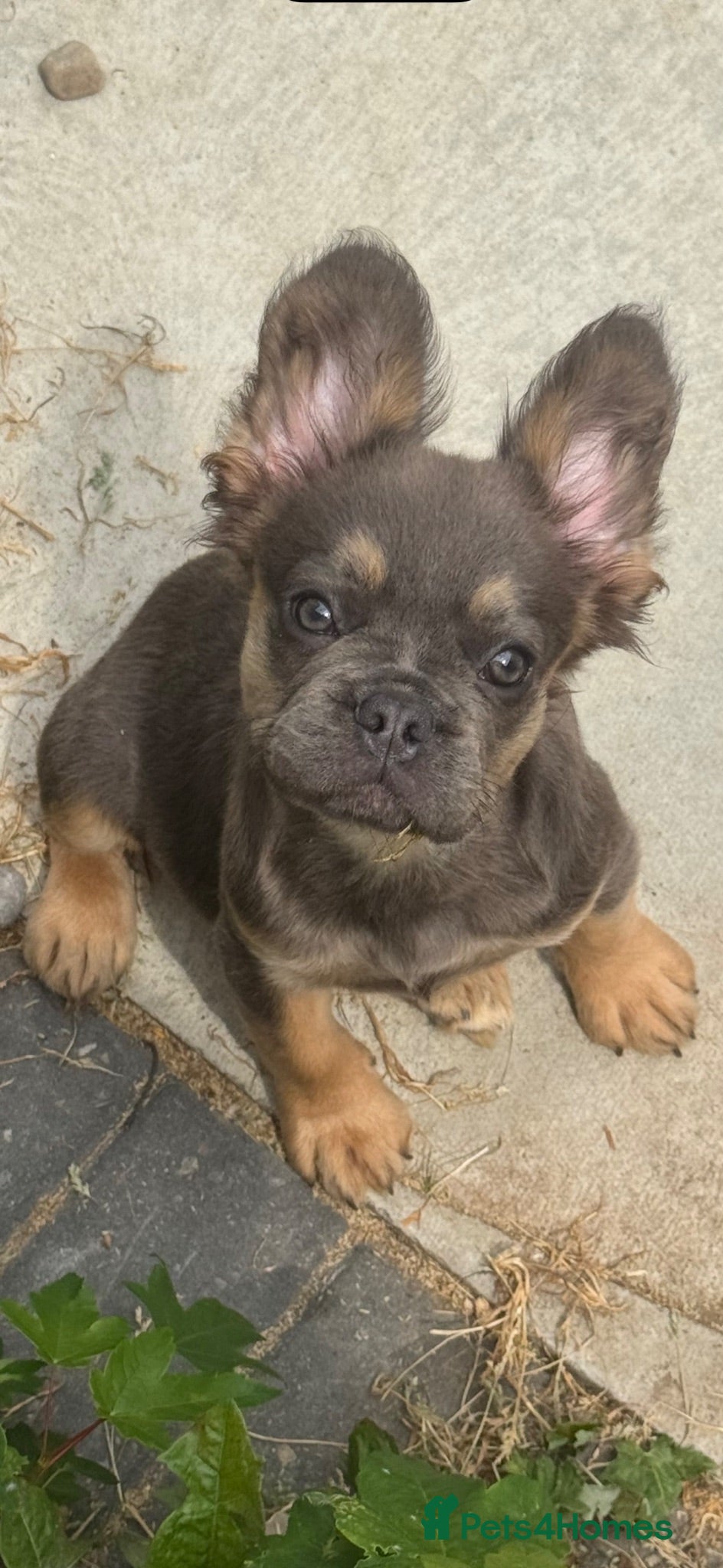 French Bulldog dogs Kc registered fluffy French bulldog pups  - Advert 1