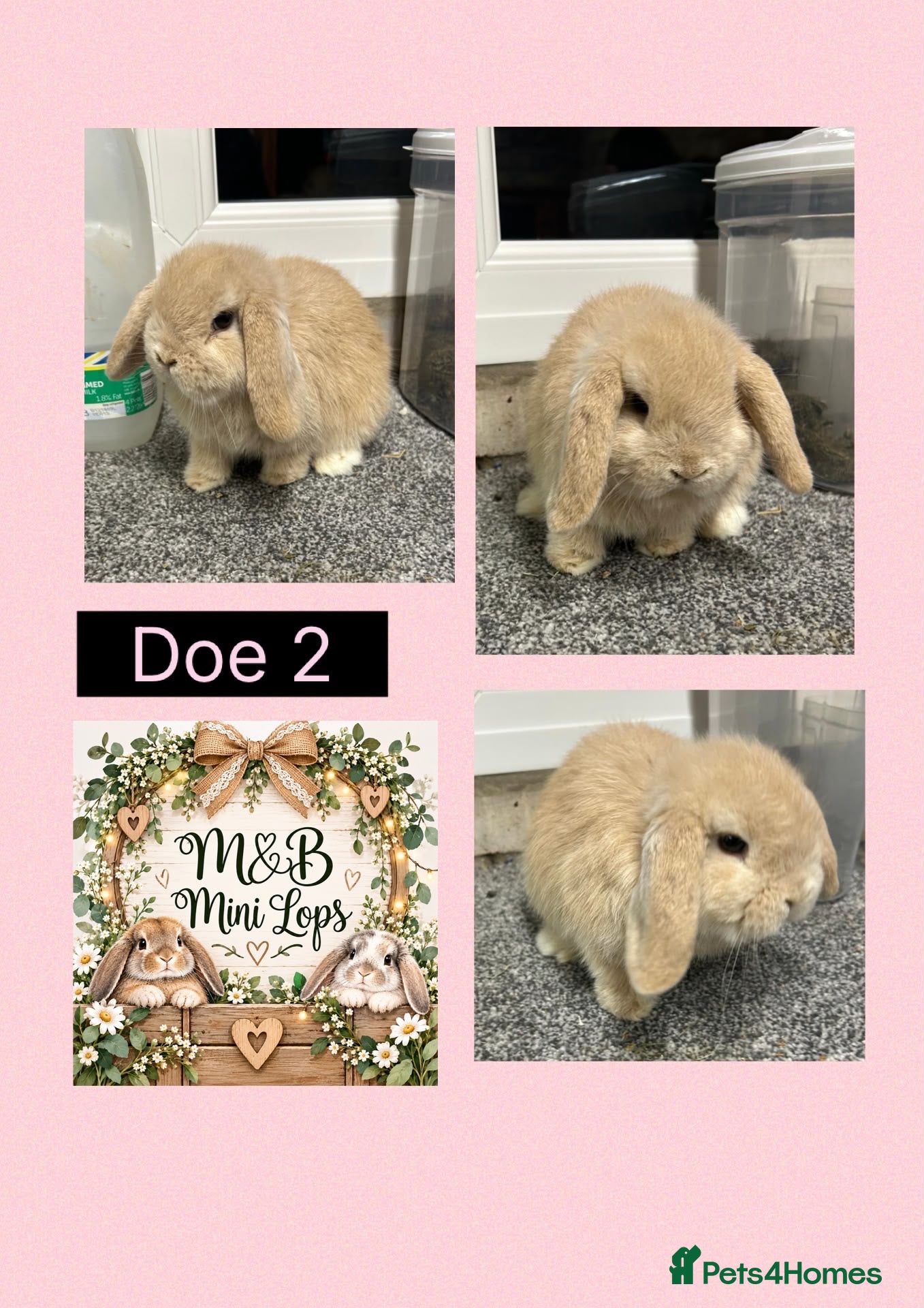 Mini Lop rabbits Mini Lop pure bred babies for sale  - Advert 2