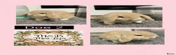 Mini Lop rabbits for sale: Mini Lop pure bred babies for sale  - Advert 2