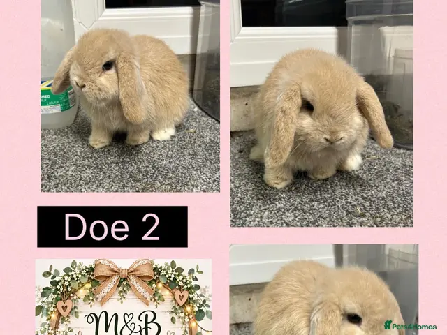 Mini Lop rabbits Mini Lop pure bred babies for sale - Advert 2