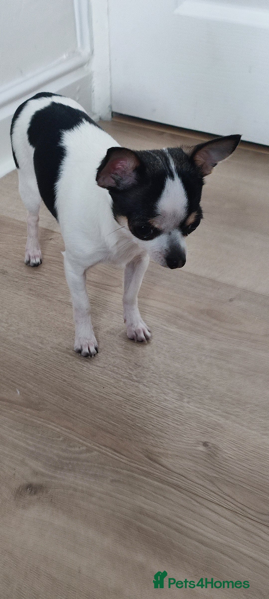 Chihuahua dogs for sale:  Tiny dog chihuahua - Advert 7